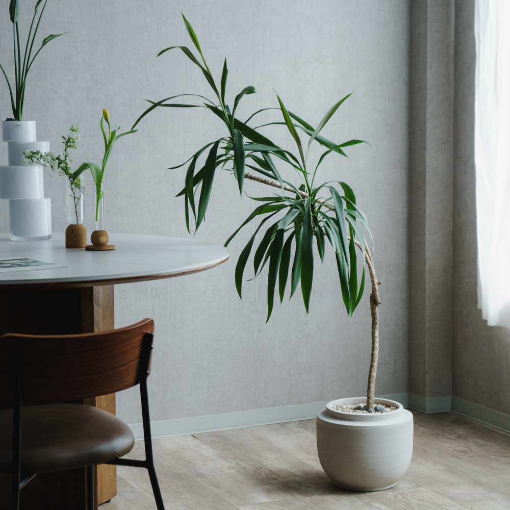 一点もの】ドラセナ・ストリクタ/SERAX(セラックス)/Plant Pot S Beige