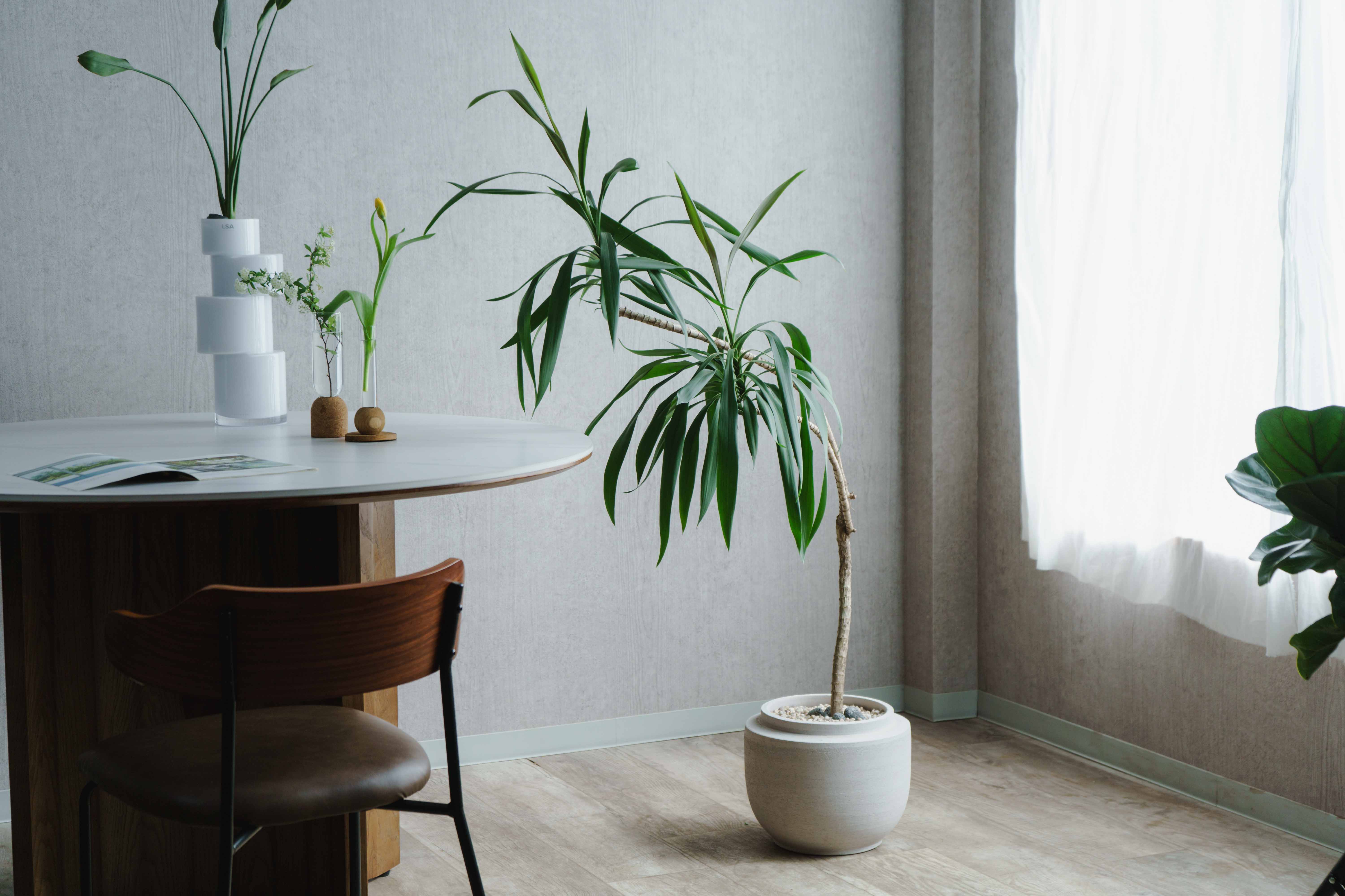 一点もの】ドラセナ・ストリクタ/SERAX(セラックス)/Plant Pot S Beige