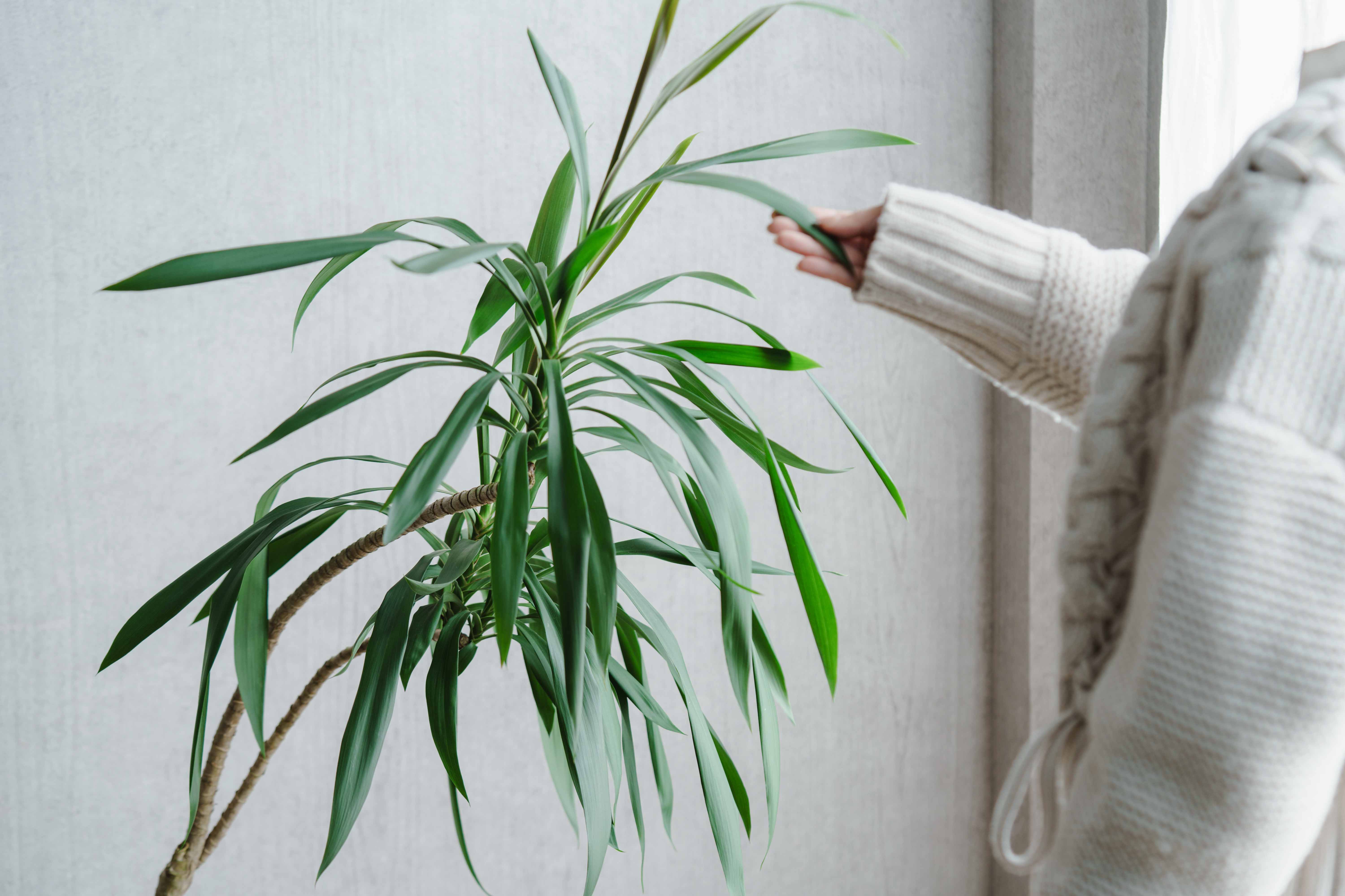 一点もの】ドラセナ・ストリクタ/SERAX(セラックス)/Plant Pot S Beige