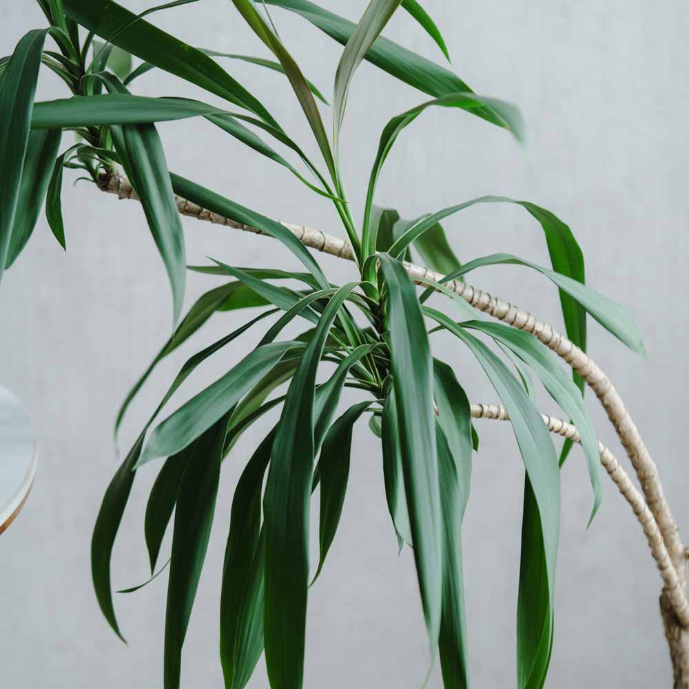 一点もの】ドラセナ・ストリクタ/SERAX(セラックス)/Plant Pot S Beige