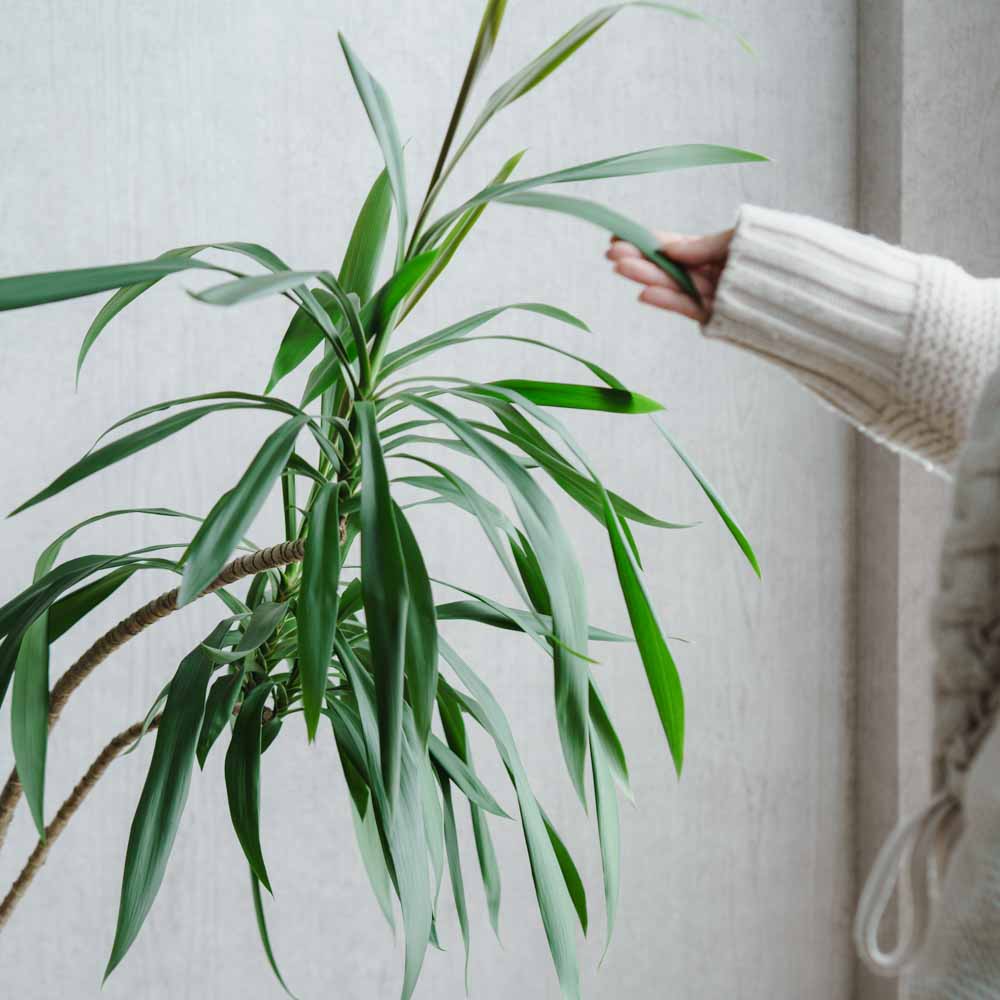 一点もの】ドラセナ・ストリクタ/SERAX(セラックス)/Plant Pot S Beige