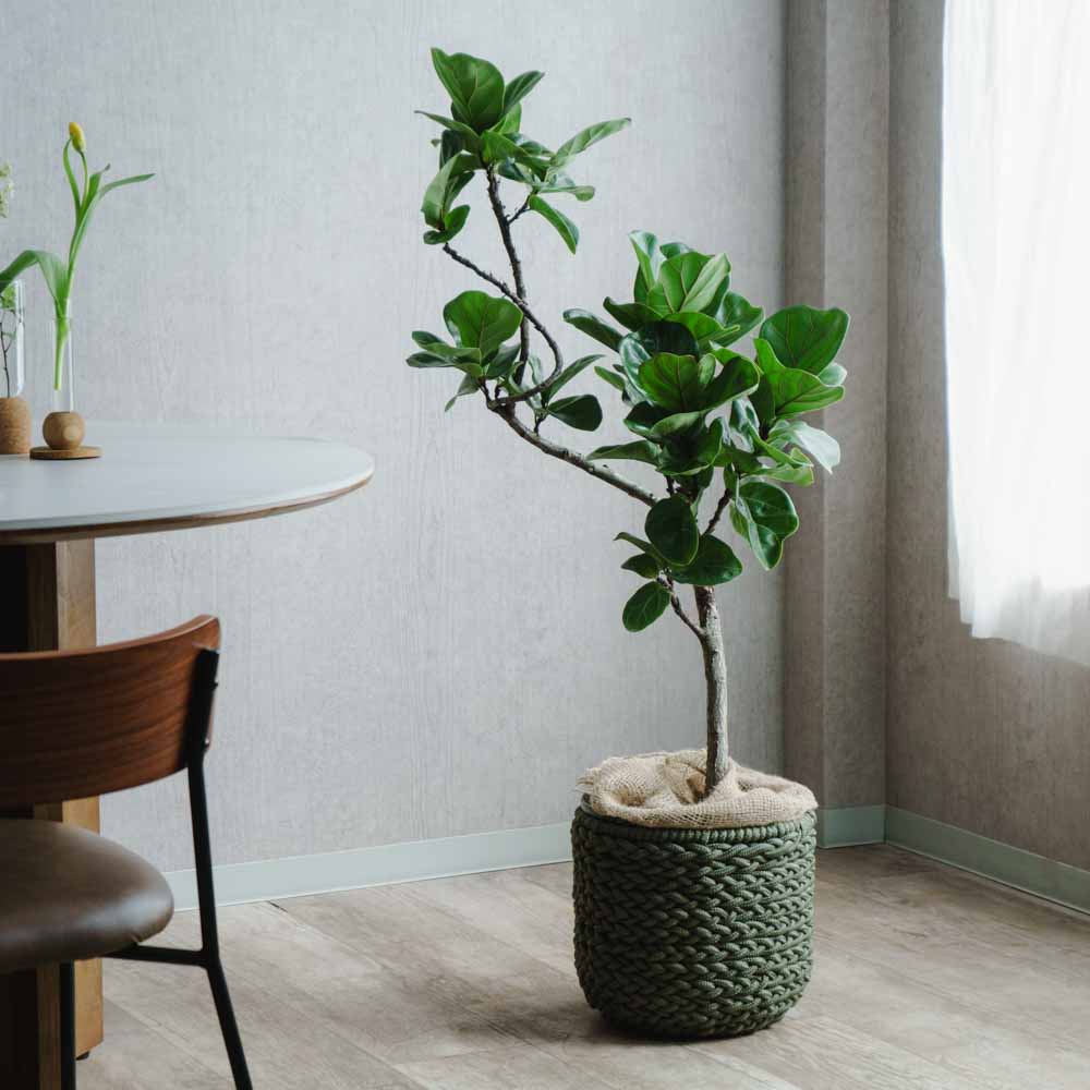 一点もの】フィカス・バンビーノ(カシワバゴム)/トレッサ シリンドS30