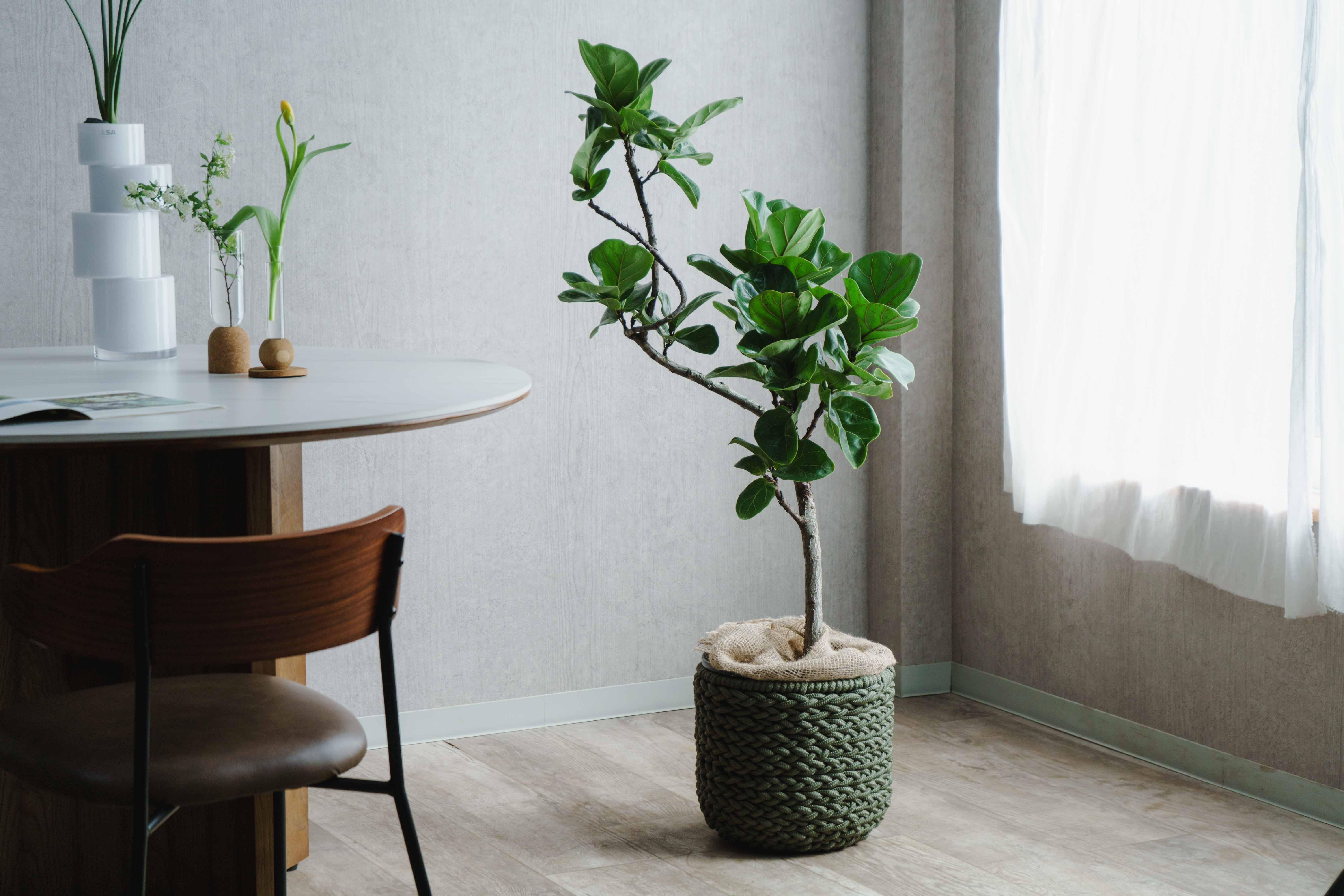 ビン・カシワ/ガウディーの庭 一点もの】フィカス・バンビーノ(カシワバゴム)/トレッサ シリンドS30