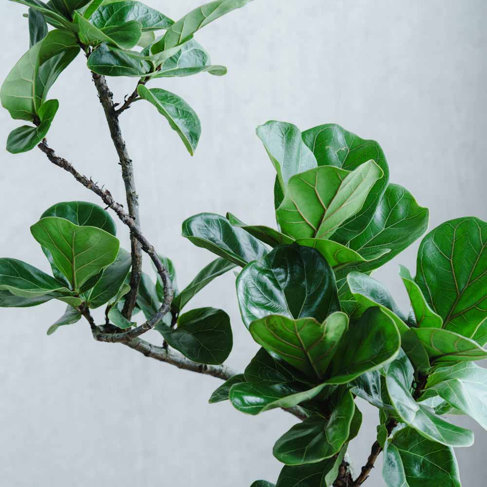 一点もの】フィカス・バンビーノ(カシワバゴム)/トレッサ シリンドS30