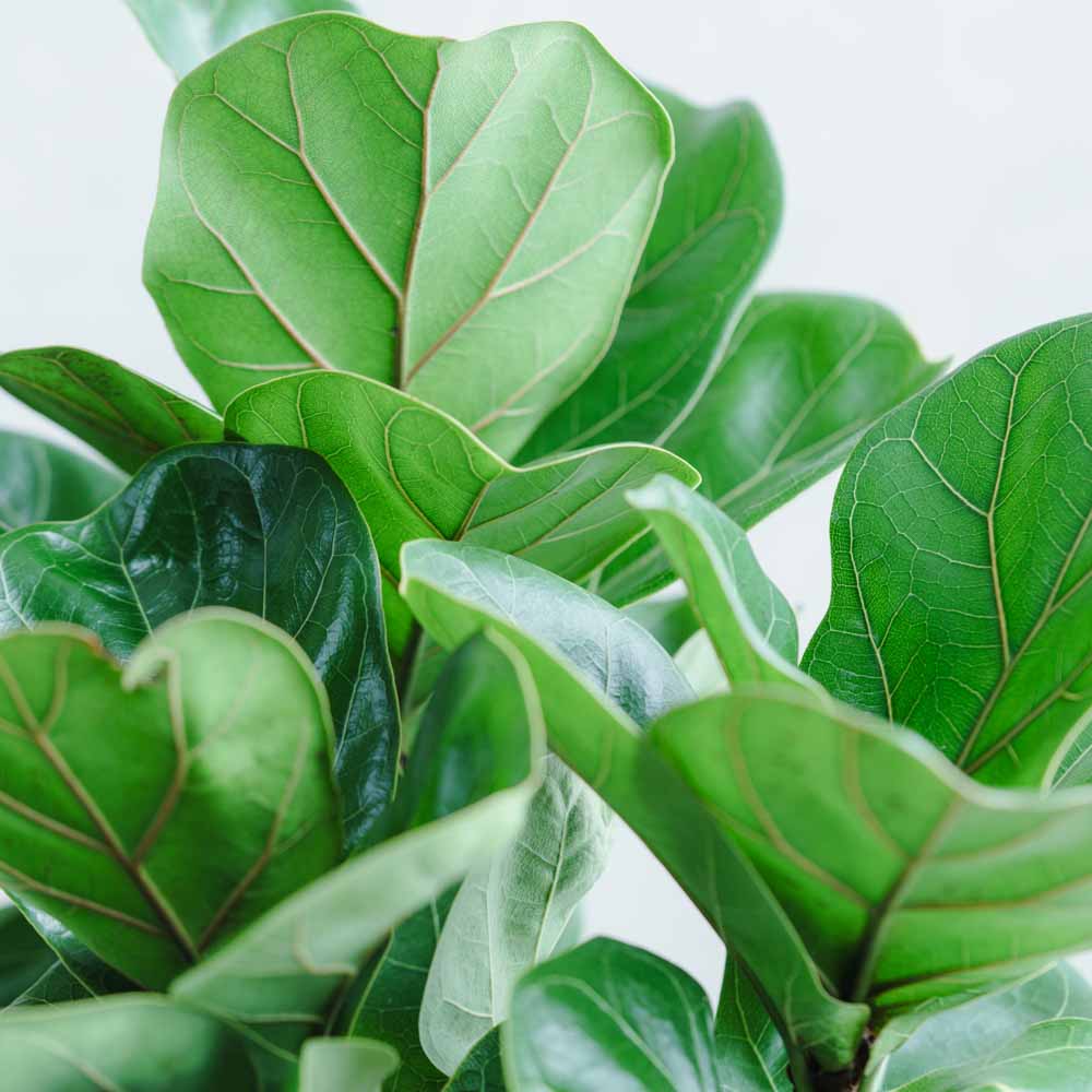 一点もの】フィカス・バンビーノ(カシワバゴム)/トレッサ シリンドS30