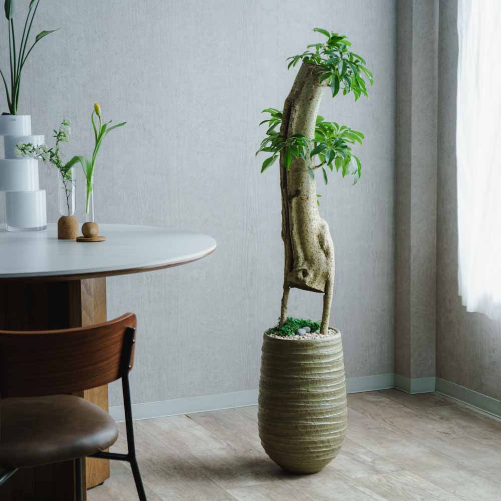 一点もの】シェフレラ/DOMANI(ドマーニ)/ロドスベース45 ソフト