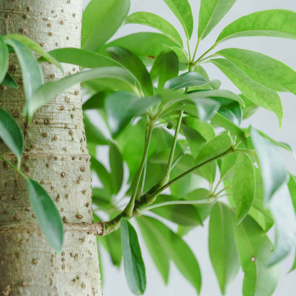 一点もの】シェフレラ/DOMANI(ドマーニ)/ロドスベース45 ソフト