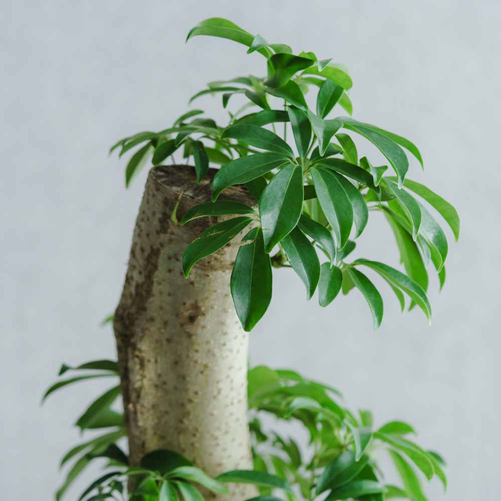 一点もの】シェフレラ/DOMANI(ドマーニ)/ロドスベース45 ソフト