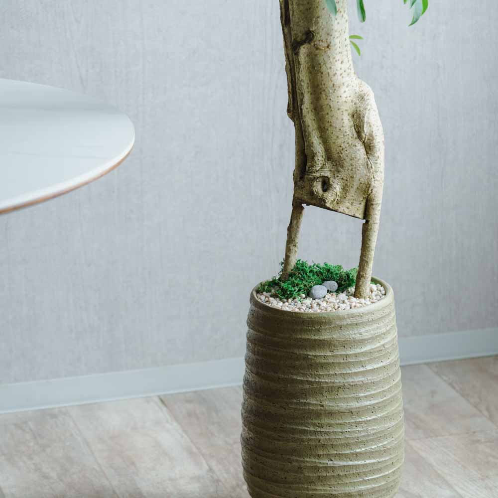 一点もの】シェフレラ/DOMANI(ドマーニ)/ロドスベース45 ソフト