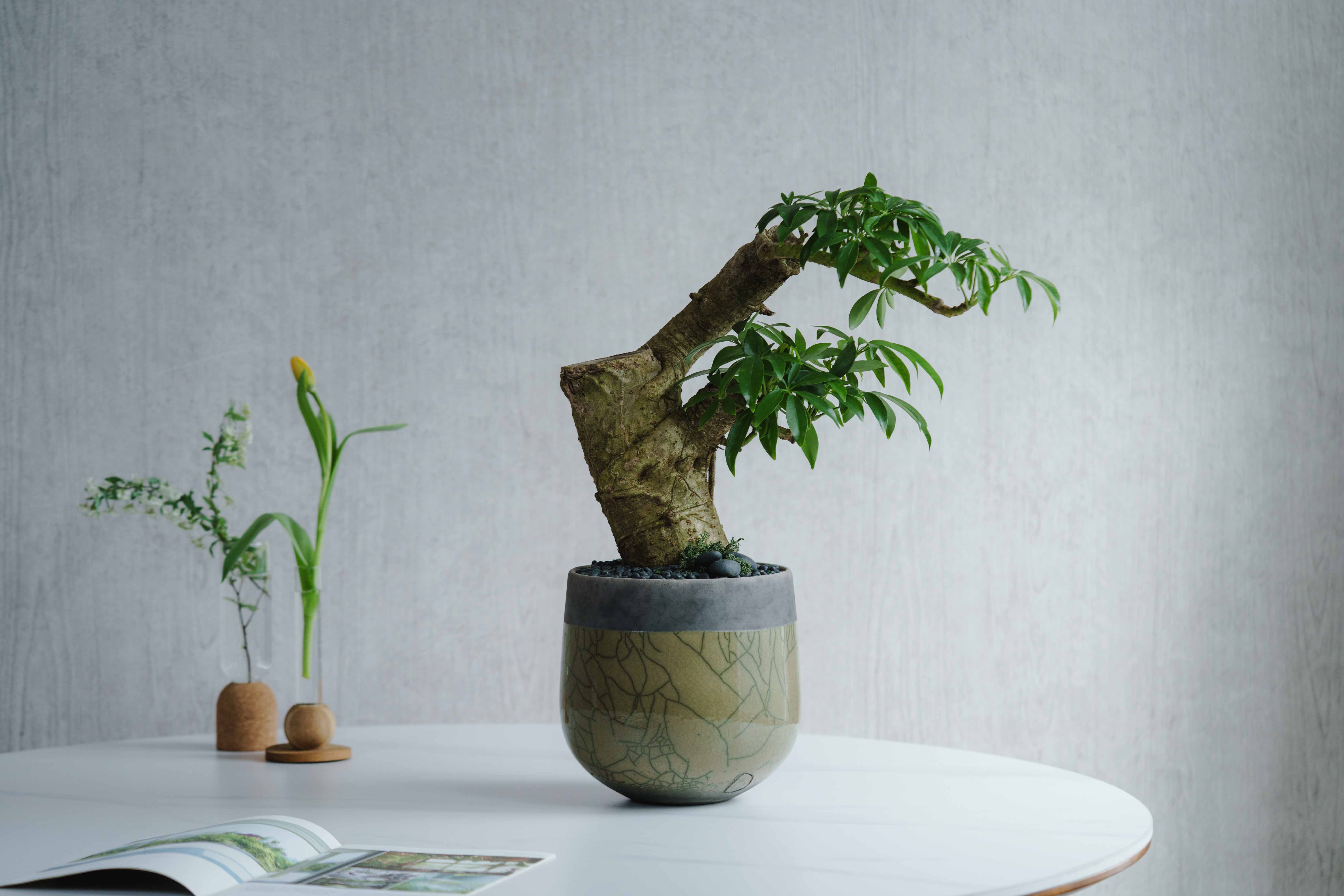 一点もの】シェフレラ/DOMANI(ドマーニ)/ミンスクポット20 スワンプ