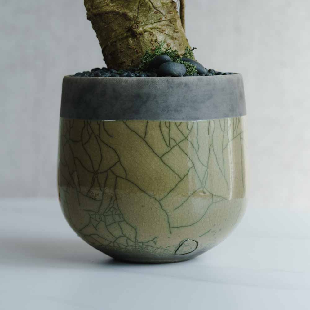 一点もの】シェフレラ/DOMANI(ドマーニ)/ミンスクポット20 スワンプ