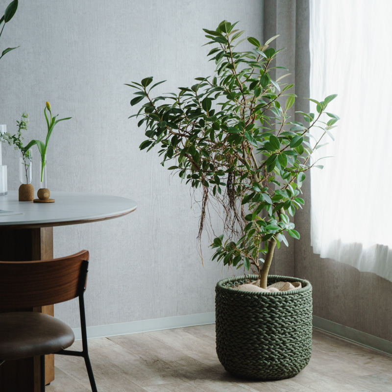 大鉢サイズ | 青山フラワーマーケット | 青山フラワーマーケット｜花束