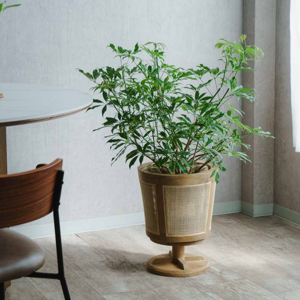 一点もの】シェフレラ・コンパクタ/STEM(ステム)/ラタンプランツポット