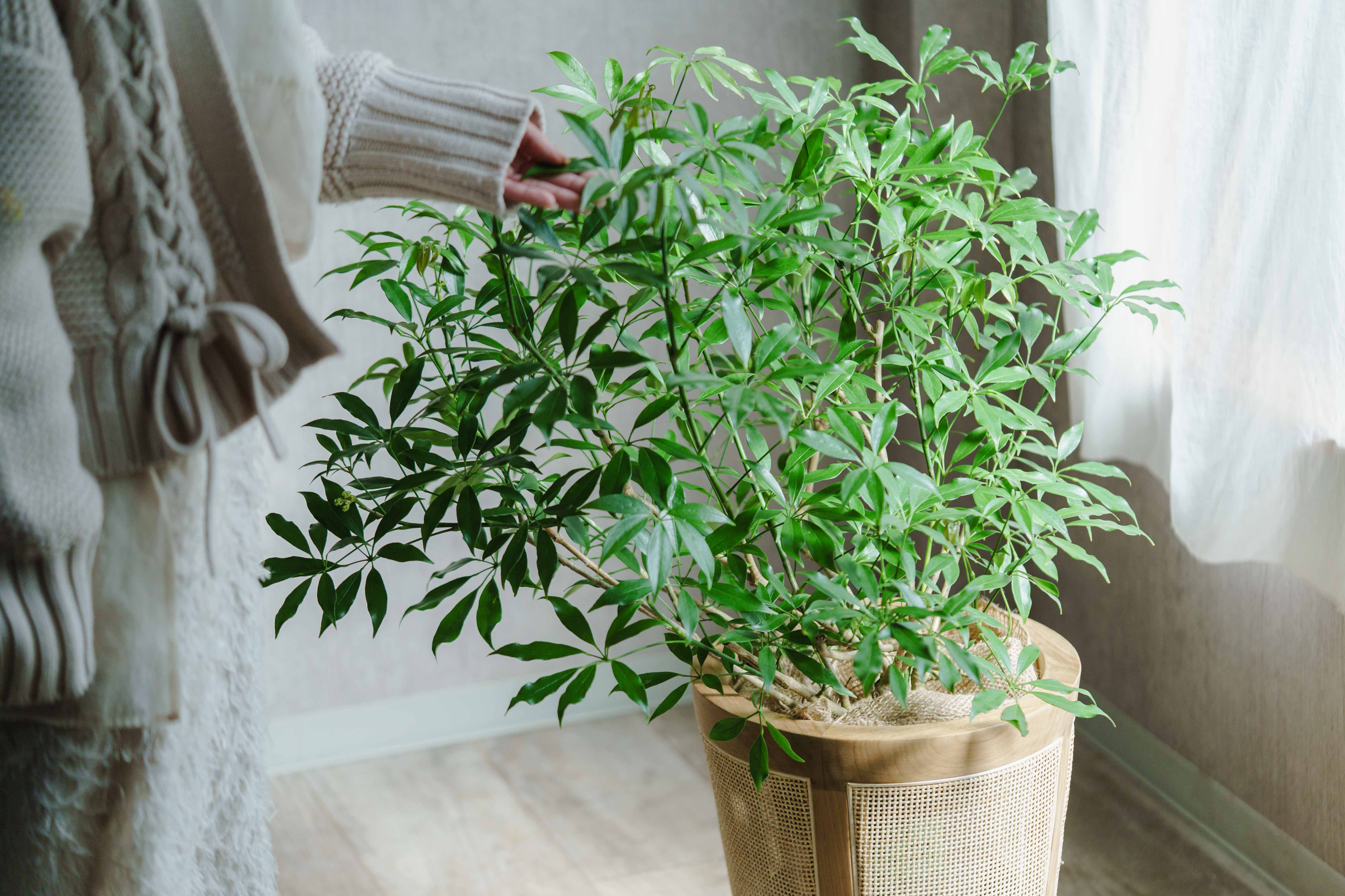 一点もの】シェフレラ・コンパクタ/STEM(ステム)/ラタンプランツポット