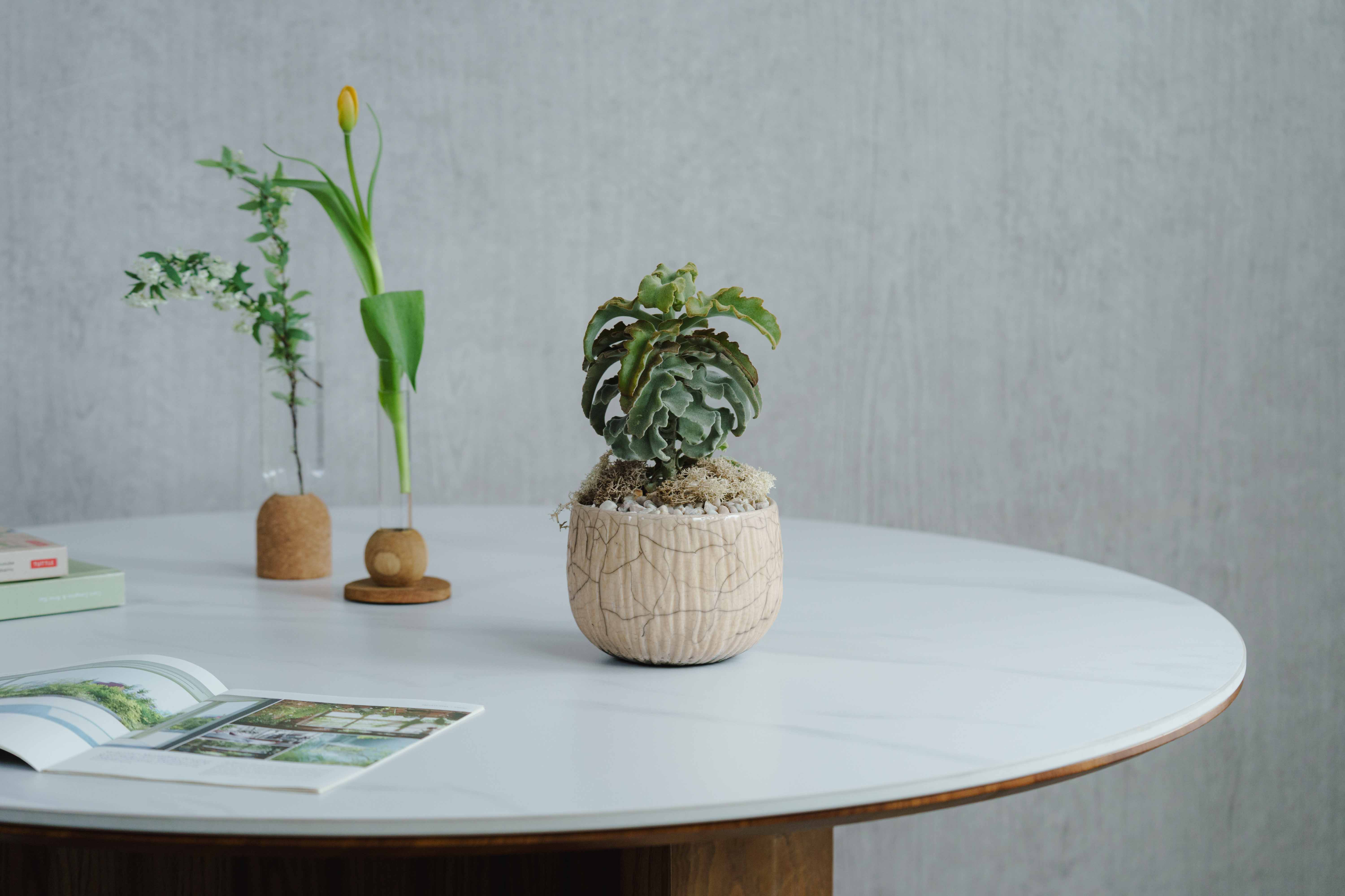 一点もの】カランコエ・ベハレンシス/DOMANI(ドマーニ)/コーベ ポット