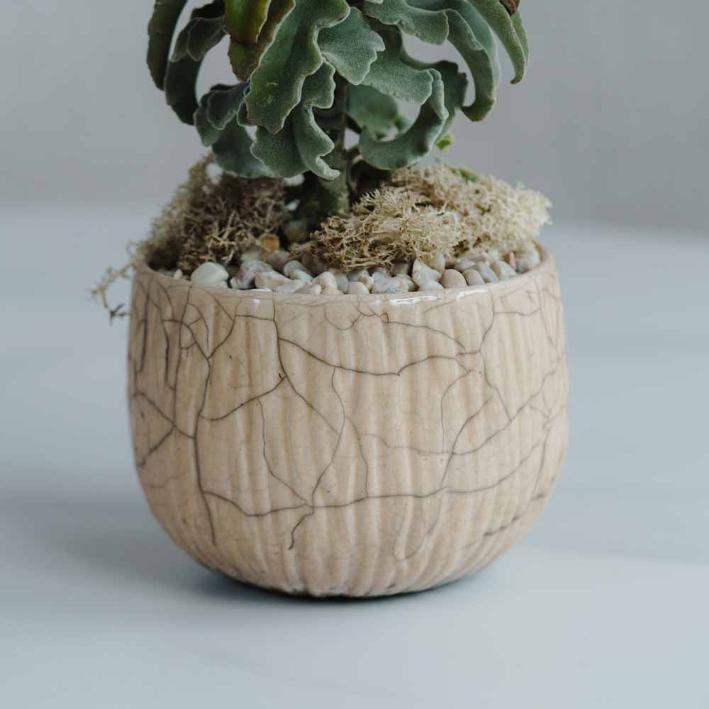 一点もの】カランコエ・ベハレンシス/DOMANI(ドマーニ)/コーベ ポット