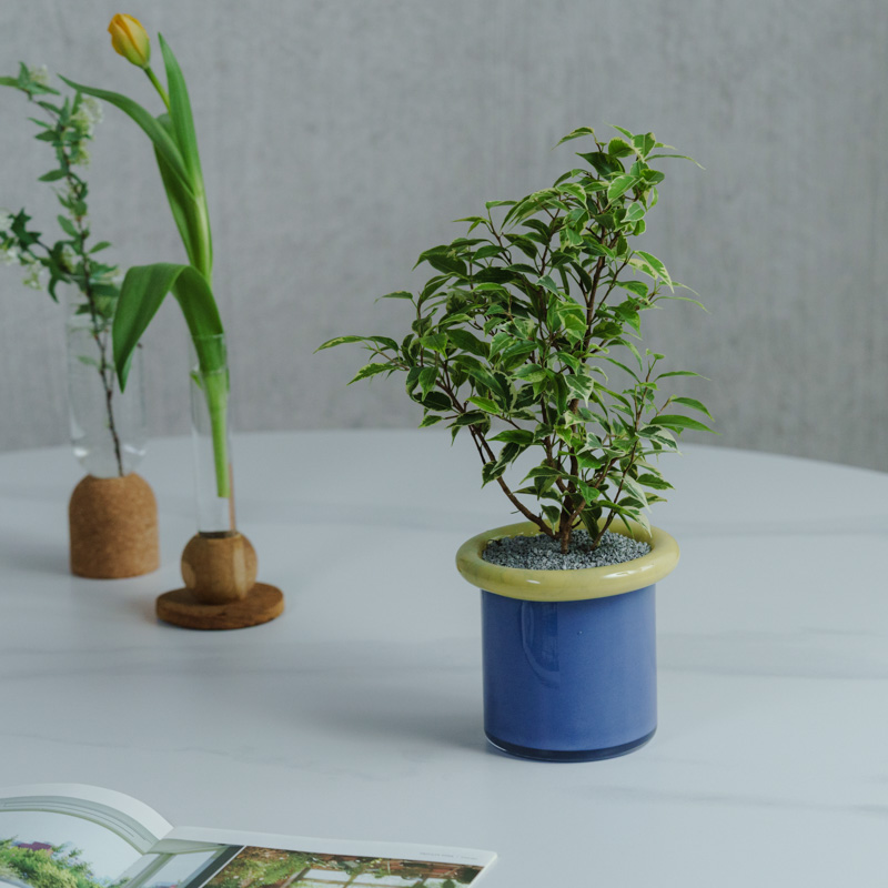 一点もの観葉植物 | 青山フラワーマーケット | 青山フラワーマーケット