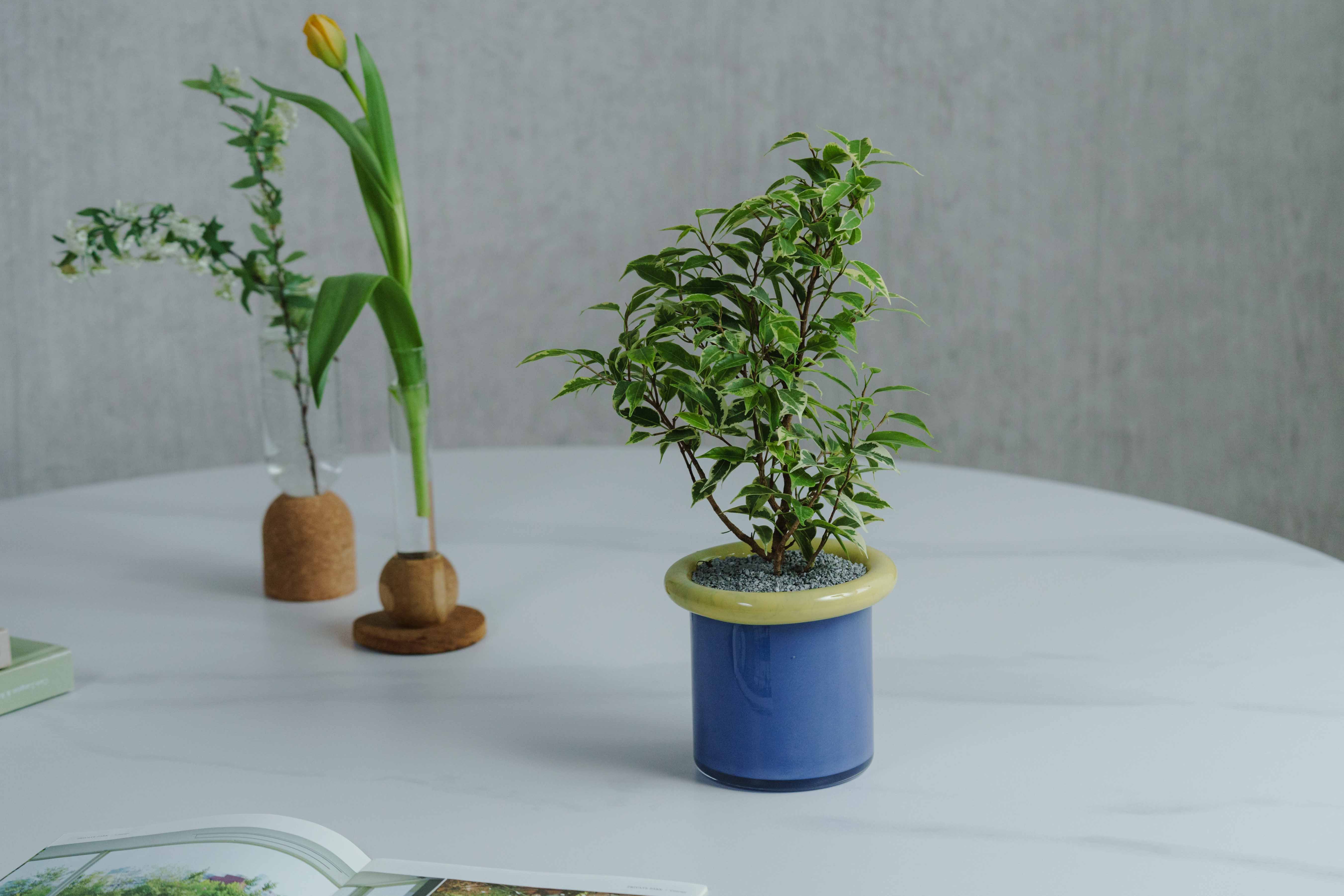 【あげます】観葉植物　 光触媒 光の楽園マウンテンアッシュ 高さ 1.6m【インテリア フェイク