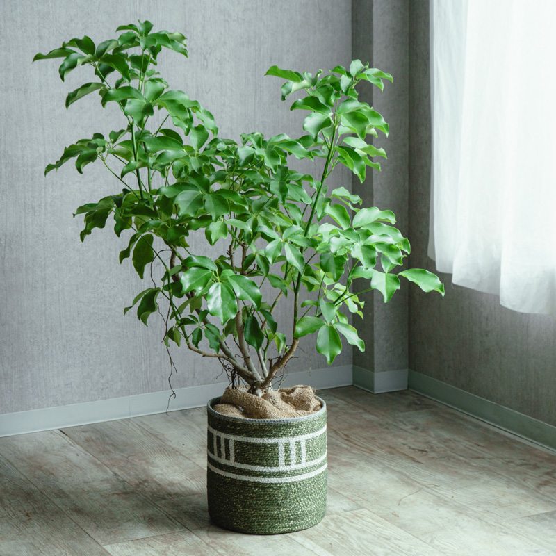 シェフレラ・グランディス/CLOVER(クローバー)/シーグラスバスケット