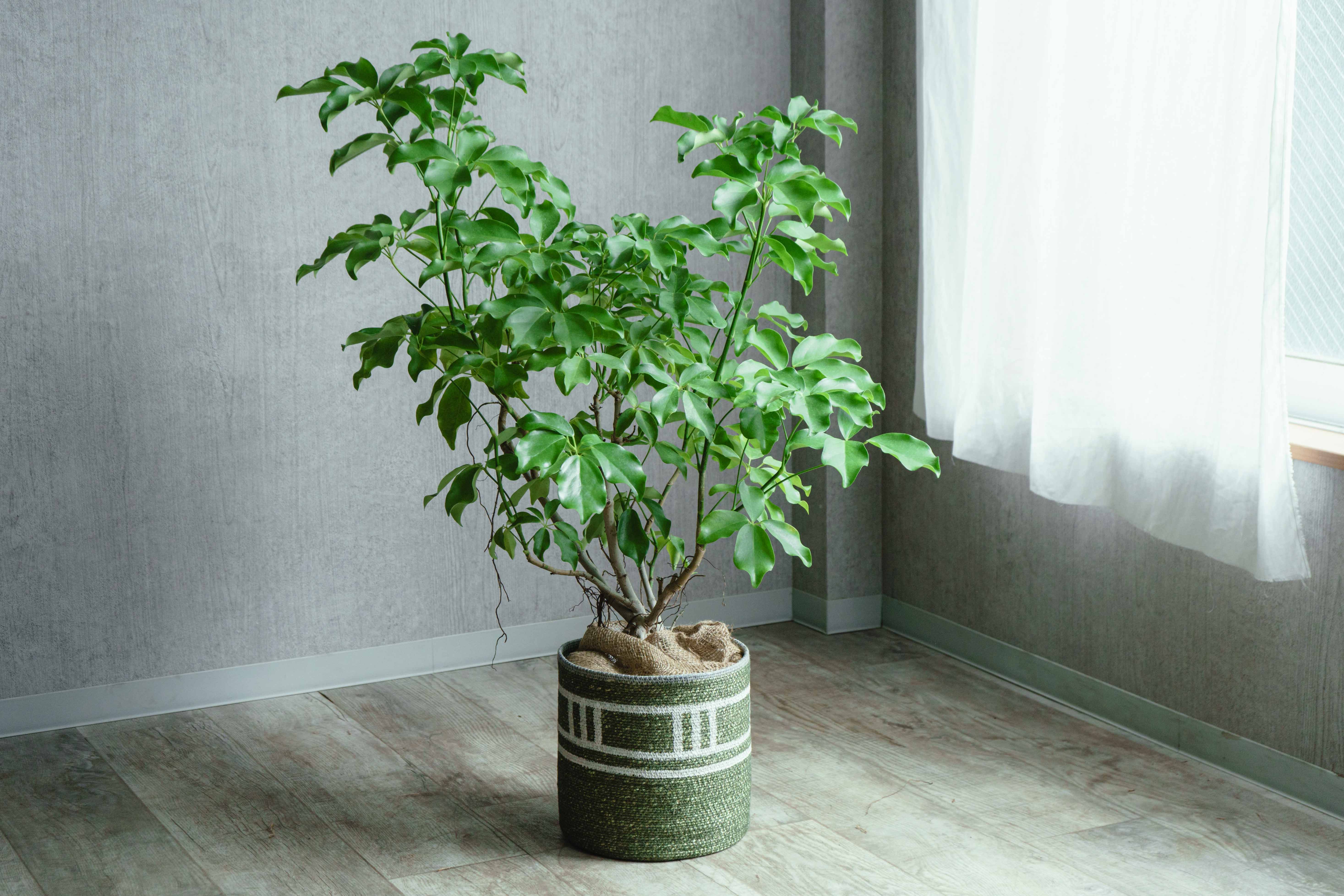 シェフレラ・グランディス/CLOVER(クローバー)/シーグラスバスケット