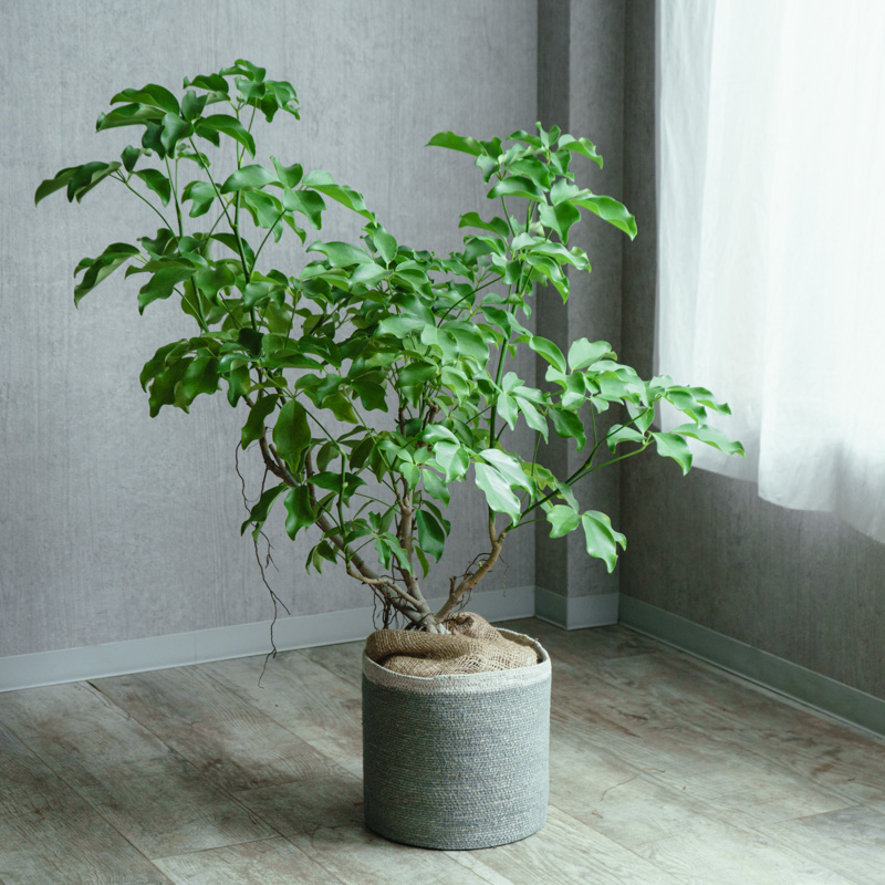 シェフレラ・グランディス/CLOVER(クローバー)/シーグラスバスケット