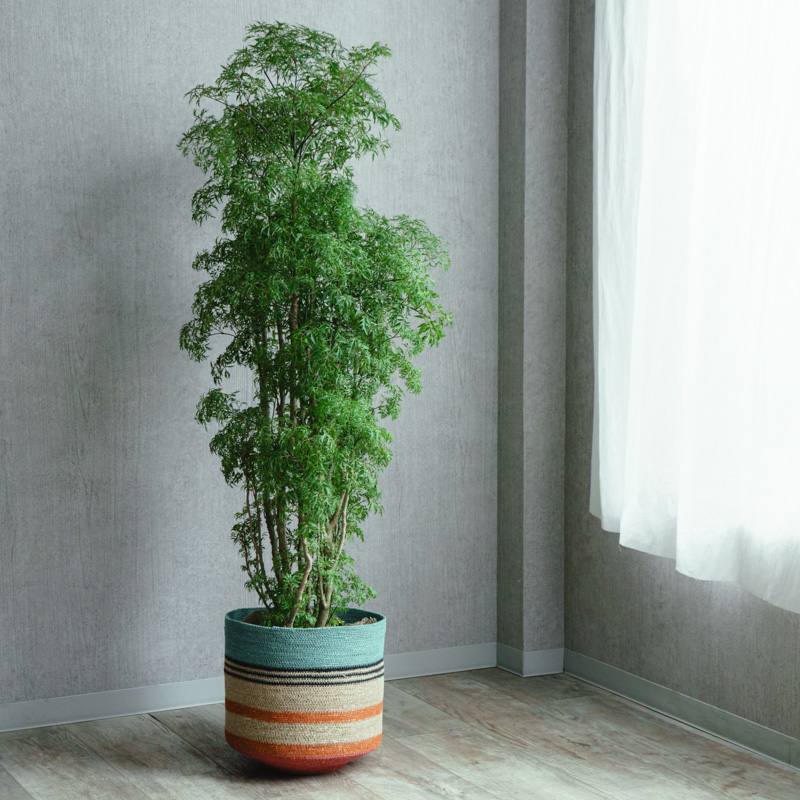 【まとめ売り参考投稿】青山フラワーマーケット植木鉢 大鉢サイズ | 青山フラワーマーケット | 青山フラワーマーケット｜花束