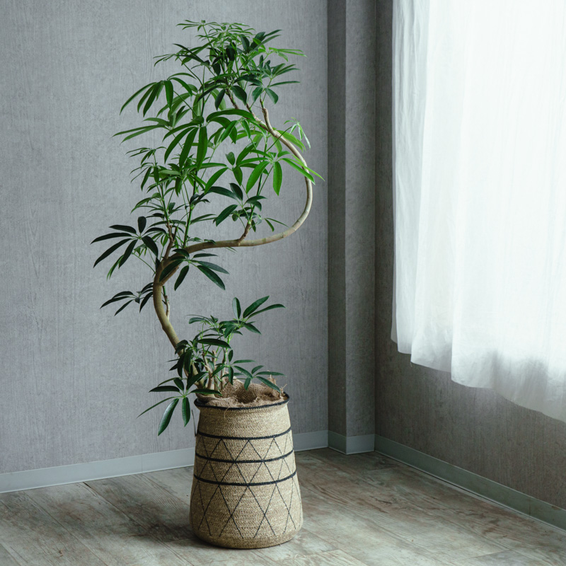 中鉢サイズ | 青山フラワーマーケット | 青山フラワーマーケット｜花束