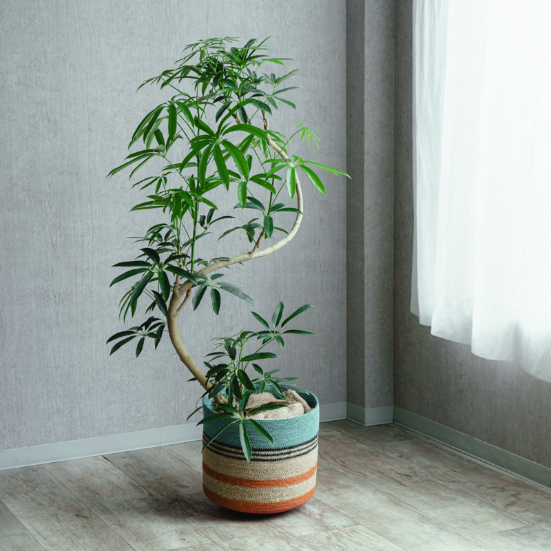 シェフレラ・アンガスティフォリア/CLOVER(クローバー)/シーグラス