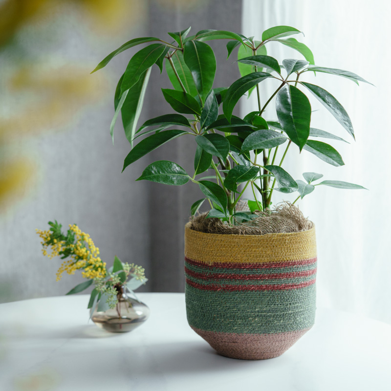 【まとめ売り参考投稿】青山フラワーマーケット植木鉢 大鉢サイズ | 青山フラワーマーケット | 青山フラワーマーケット｜花束