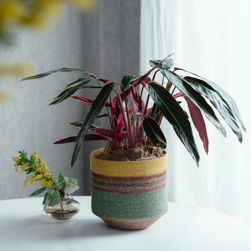 中鉢サイズ | 青山フラワーマーケット | 青山フラワーマーケット｜花束