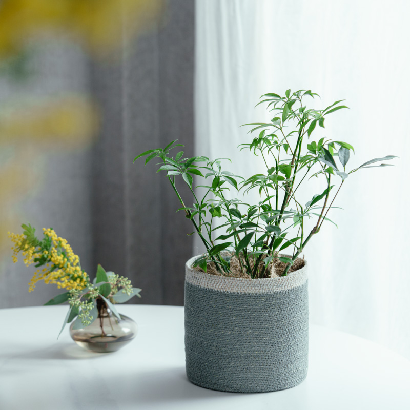 【まとめ売り参考投稿】青山フラワーマーケット植木鉢 観葉植物（10000～14999円） | 青山フラワーマーケット | 青山フラワー