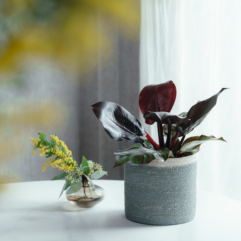 日々の変化を感じられる植物 | 青山フラワーマーケット | 青山フラワー