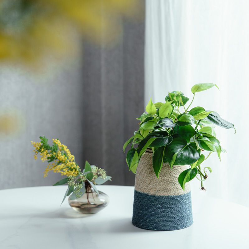 フィロデンドロン・ブラジル/CLOVER(クローバー)/シーグラスバスケット