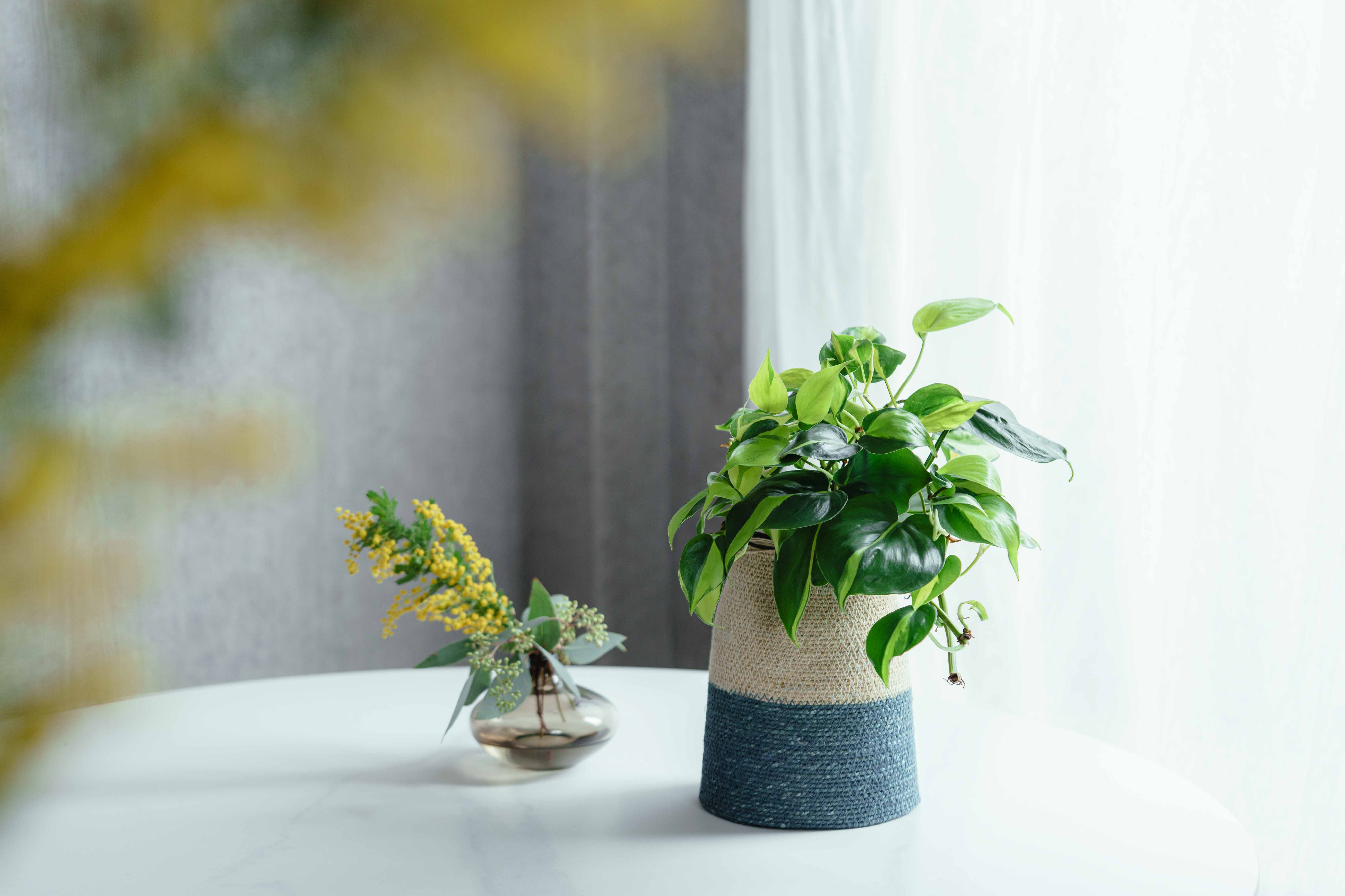 フィロデンドロン・ブラジル/CLOVER(クローバー)/シーグラスバスケット