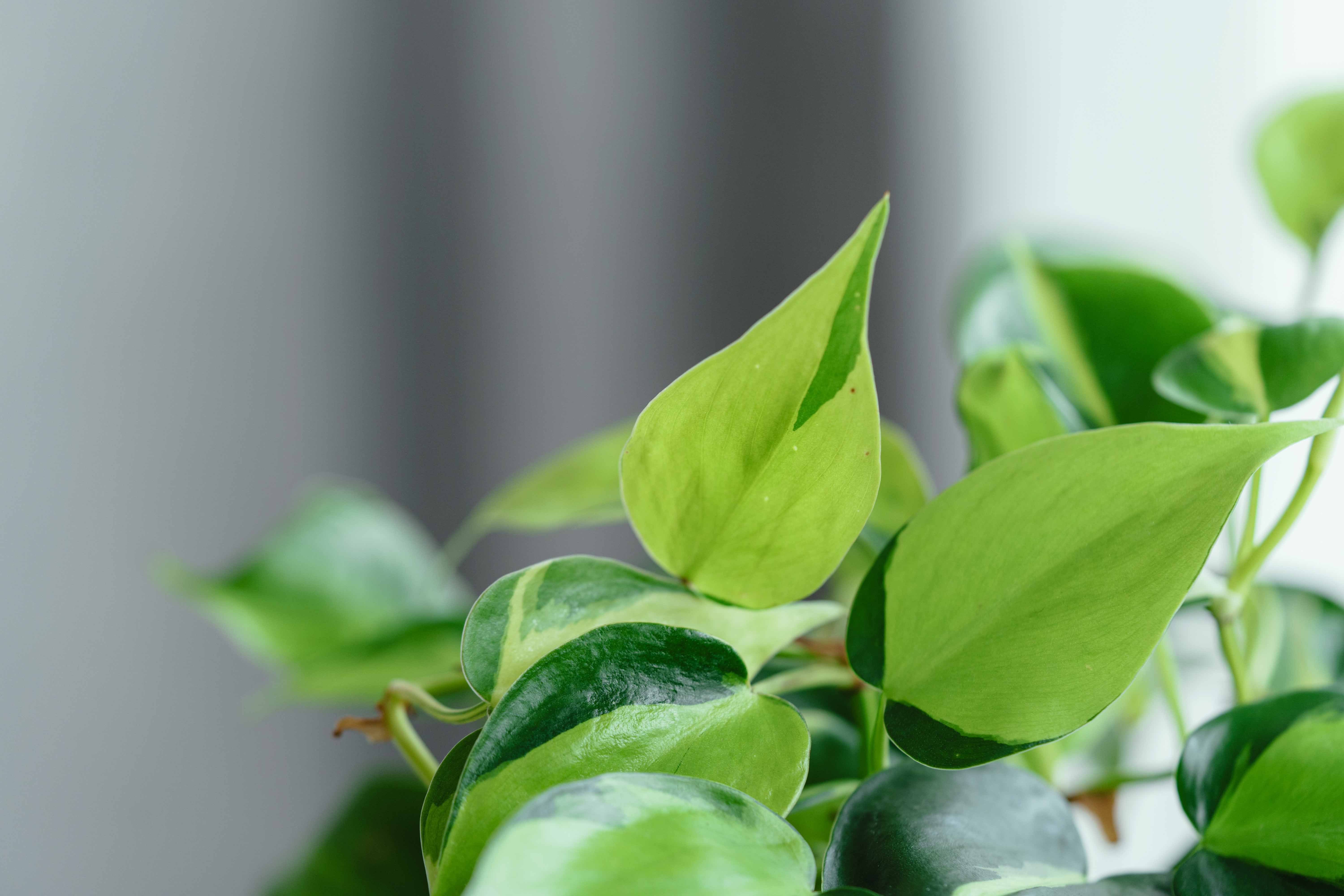 フィロデンドロン・ブラジル/CLOVER(クローバー)/シーグラスバスケット