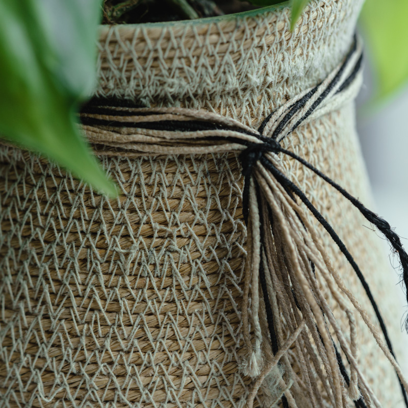 フィロデンドロン・ブラジル/CLOVER(クローバー)/シーグラスバスケット