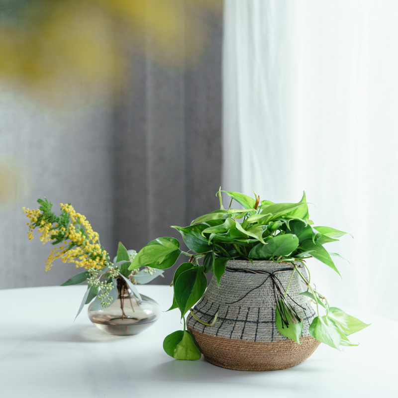 観葉植物（10000～14999円） | 青山フラワーマーケット | 青山フラワー