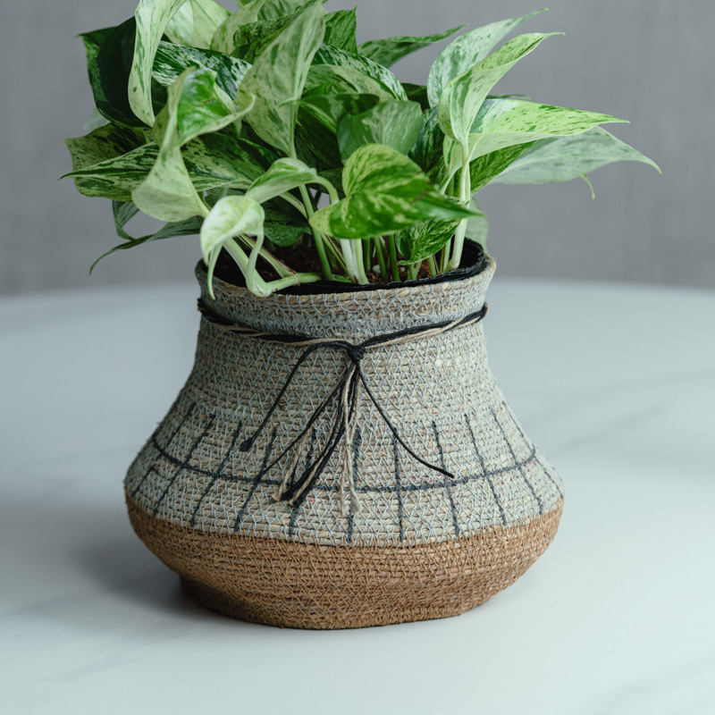 観葉植物 | 青山フラワーマーケット | 青山フラワーマーケット｜花束