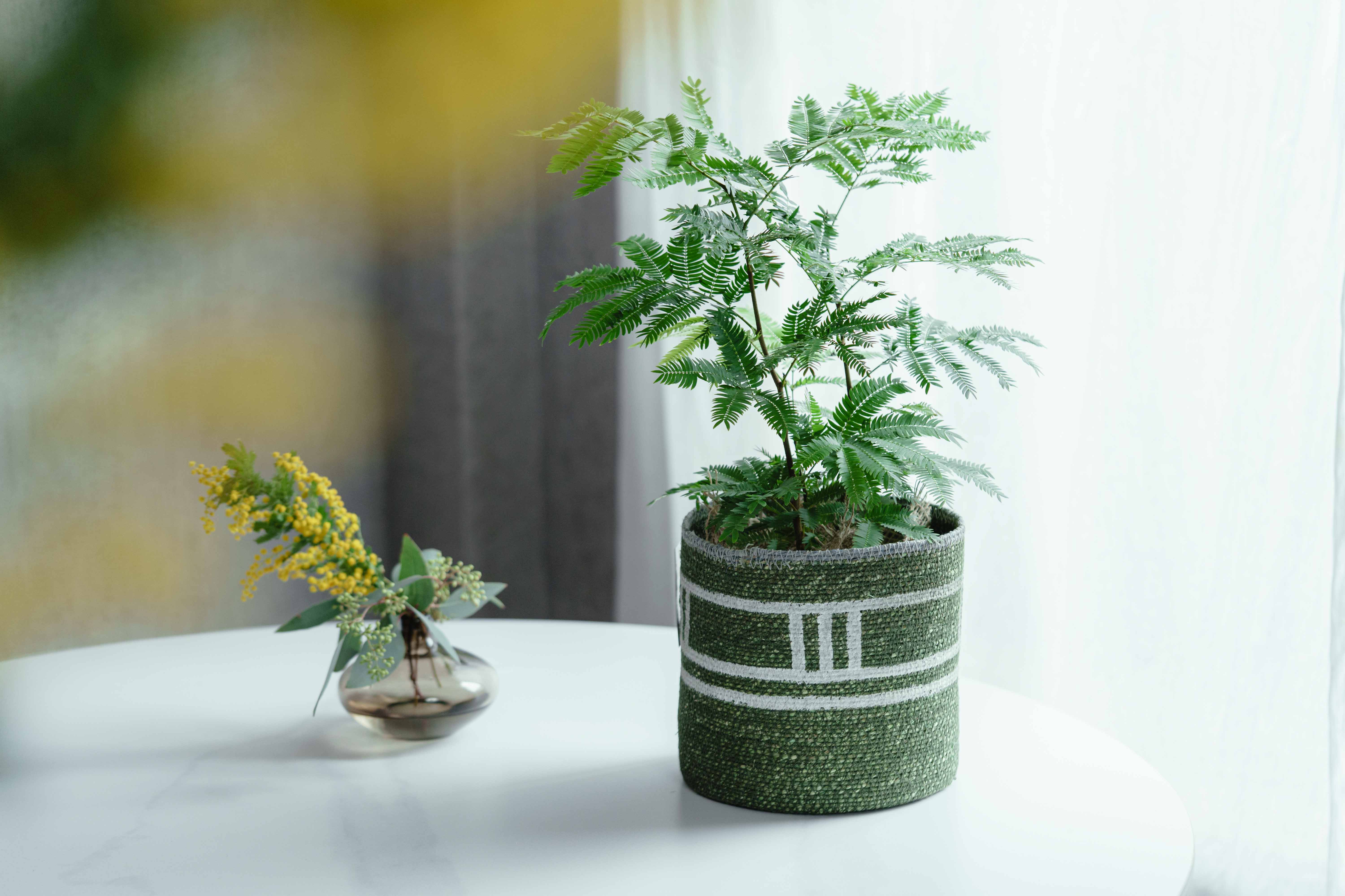 エバーフレッシュ/CLOVER(クローバー)/シーグラスバスケット グリーン