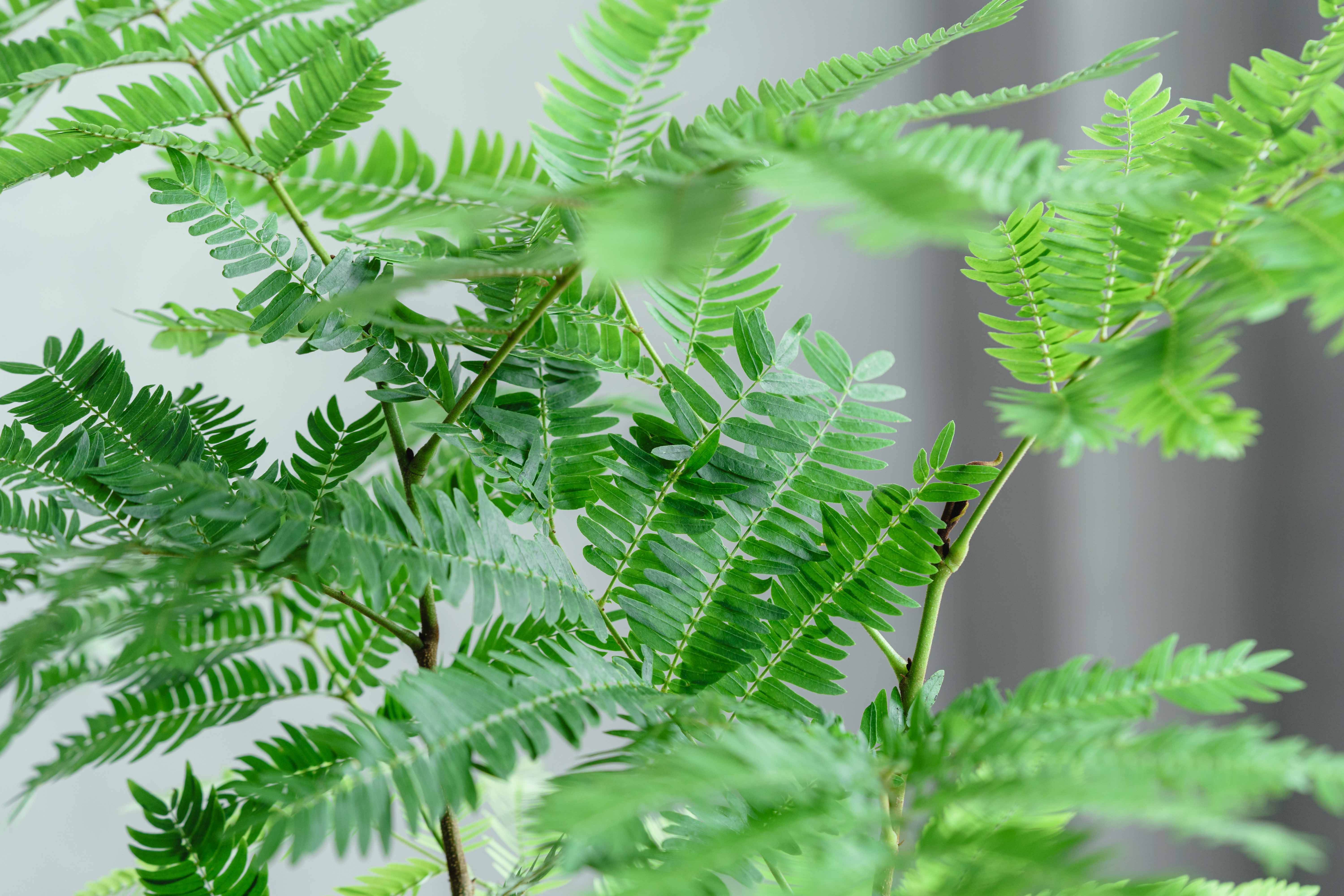 エバーフレッシュ/CLOVER(クローバー)/シーグラスバスケット グリーン