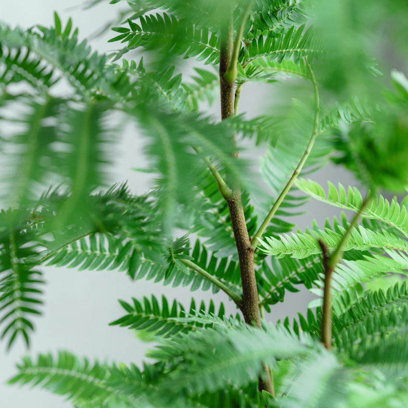 エバーフレッシュ/CLOVER(クローバー)/シーグラスバスケット グリーン