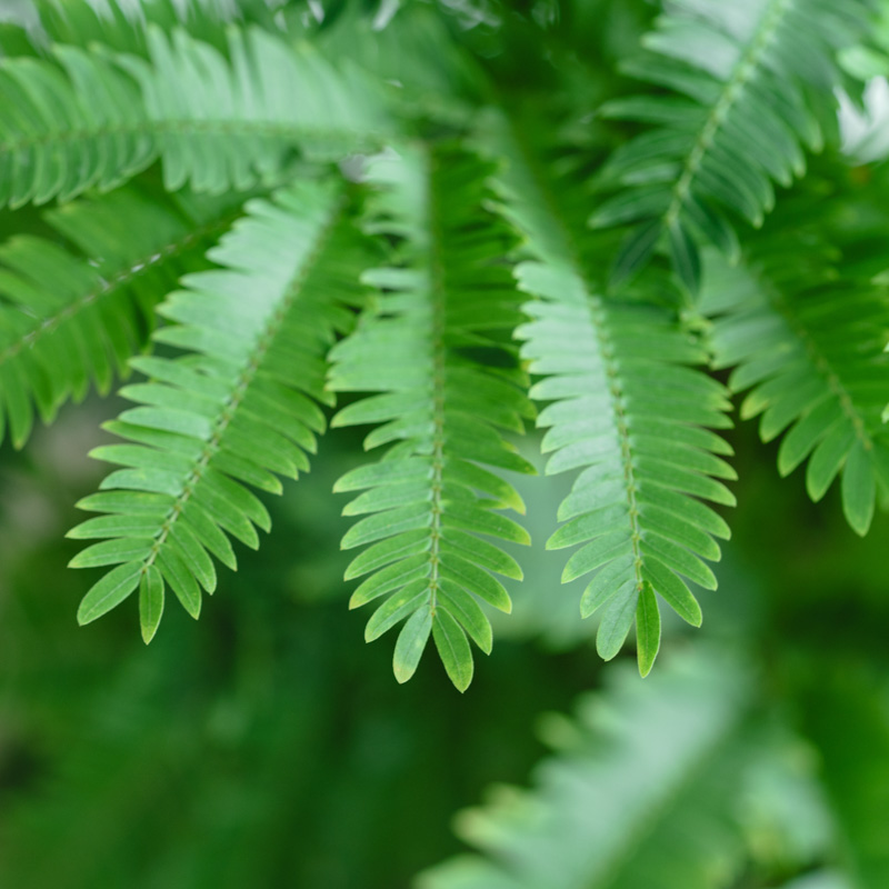 エバーフレッシュ/CLOVER(クローバー)/シーグラスバスケット グリーン