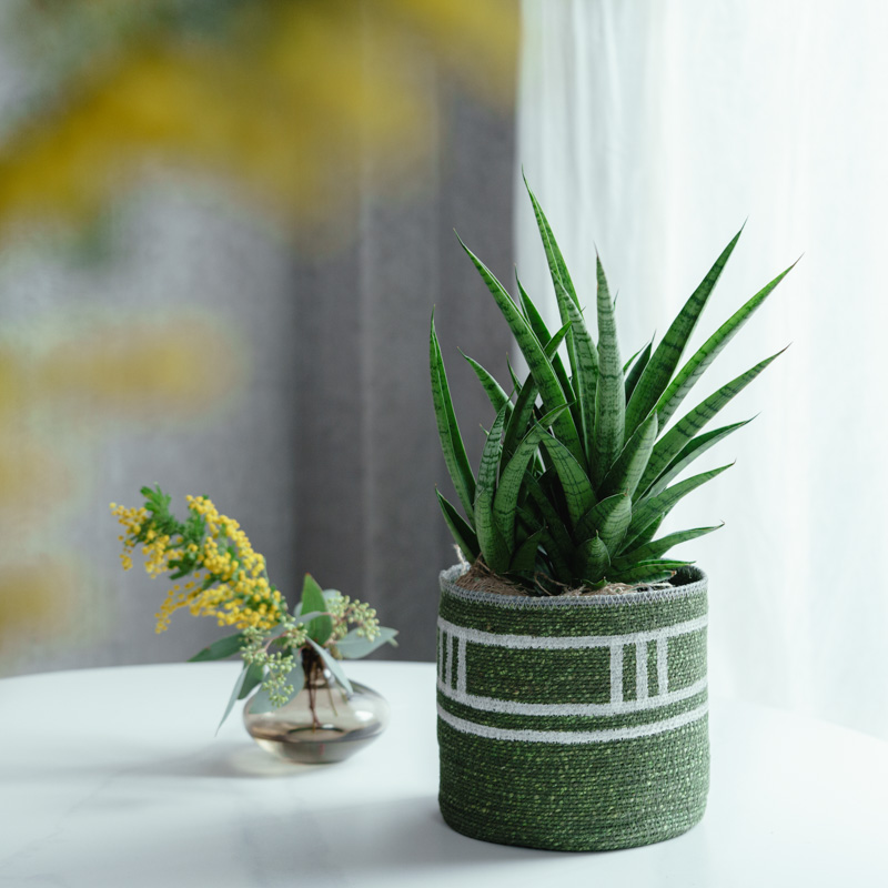 中鉢サイズ | 青山フラワーマーケット | 青山フラワーマーケット｜花束