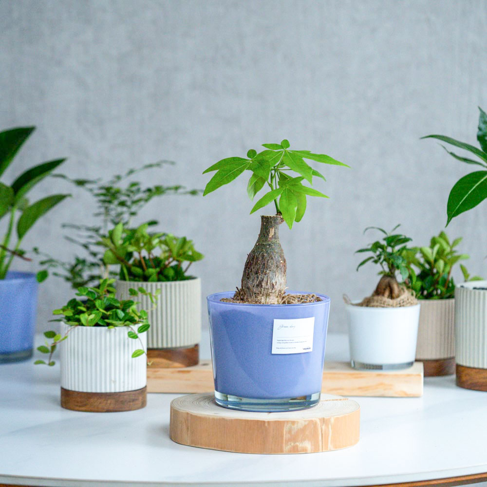日々の変化を感じられる植物 | 青山フラワーマーケット | 青山フラワー