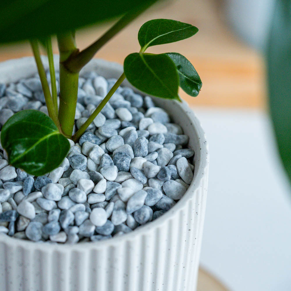 【観葉植物】曲げツピタンサス 受皿付 おしゃれ 観葉植物：ツピタンサス 鉢植え 受皿付*ココヤシ 現品をお