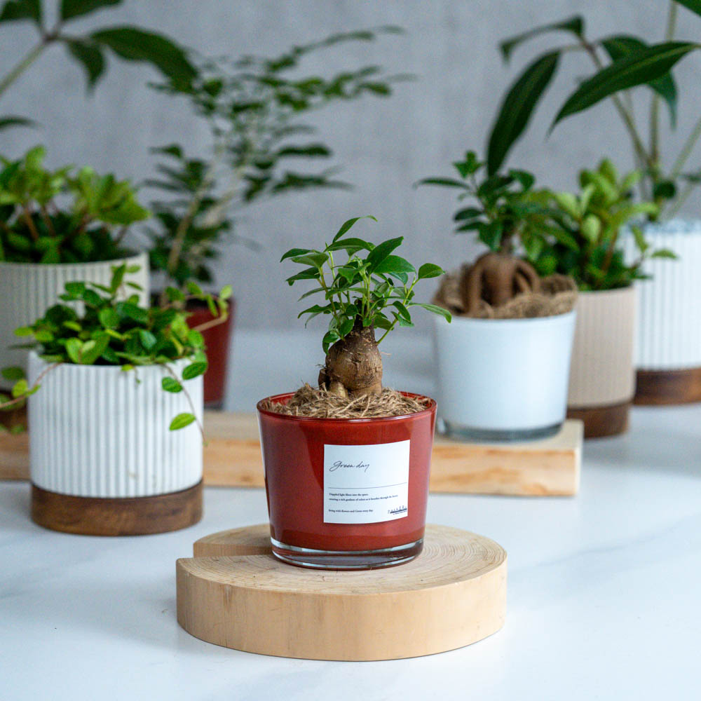 青山フラワーマーケット｜価格別｜観葉植物 | 青山フラワーマーケット