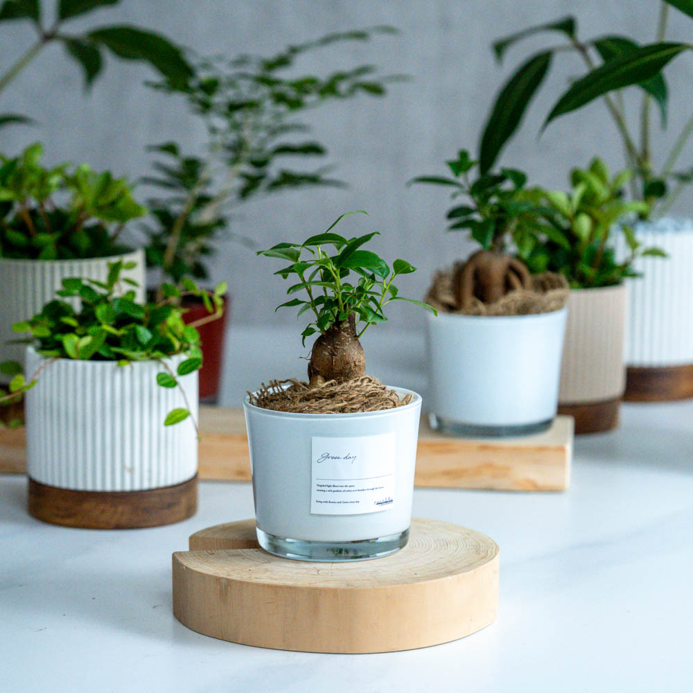 観葉植物（〜4,999円） | 青山フラワーマーケット | 青山フラワー