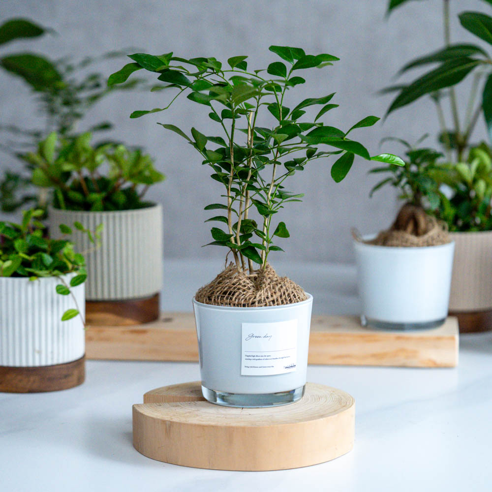 青山フラワーマーケット｜観賞植物｜商品カテゴリ | 青山フラワー