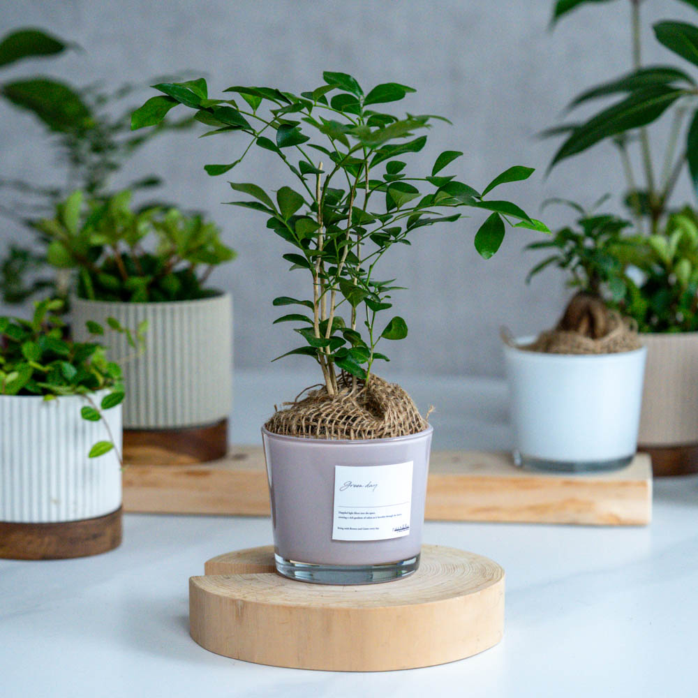 青山フラワーマーケット｜観賞植物｜商品カテゴリ | 青山フラワー