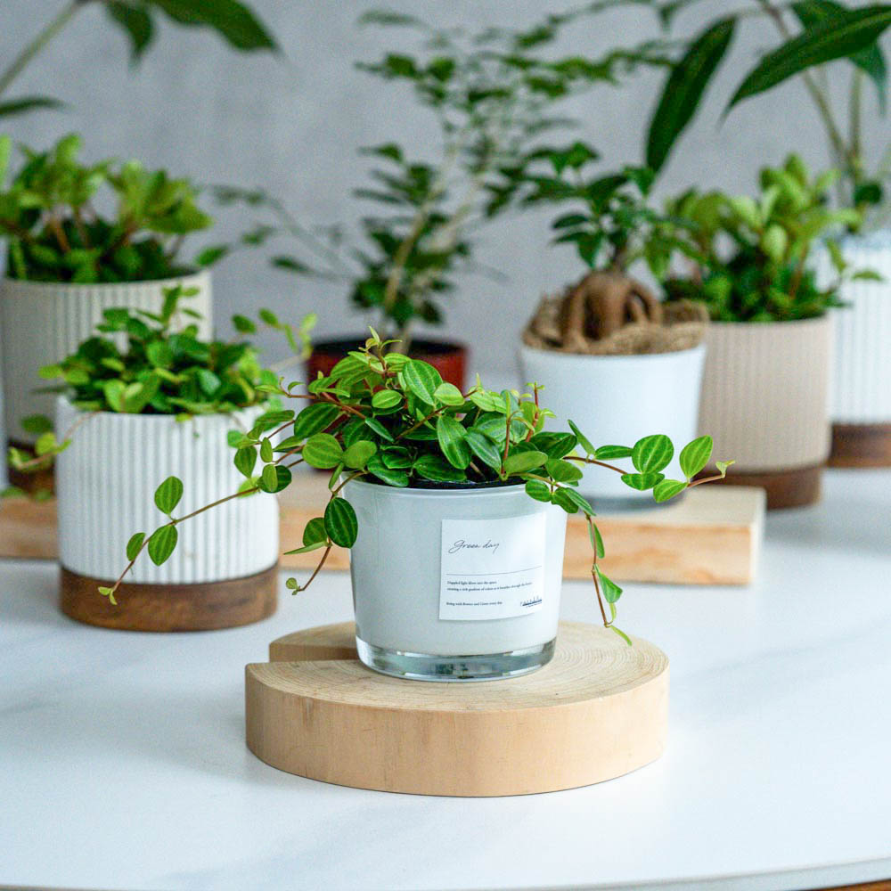 その他観葉植物 makoron 青山フラワーマーケット｜観葉植物/スタイル | 青山フラワーマーケット